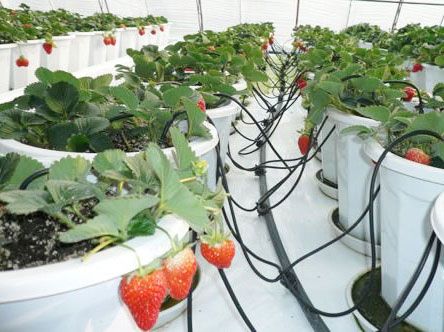 草莓重庆滴灌技术，重庆滴灌灌溉系统管理有哪些好处？
