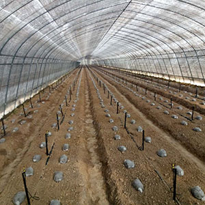 大棚蔬菜种植重庆微喷灌溉都具有哪些优势？